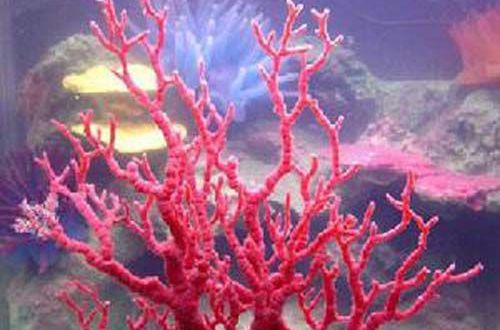 红珊瑚（有机宝石）-1